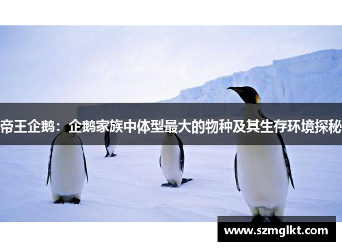 帝王企鹅：企鹅家族中体型最大的物种及其生存环境探秘